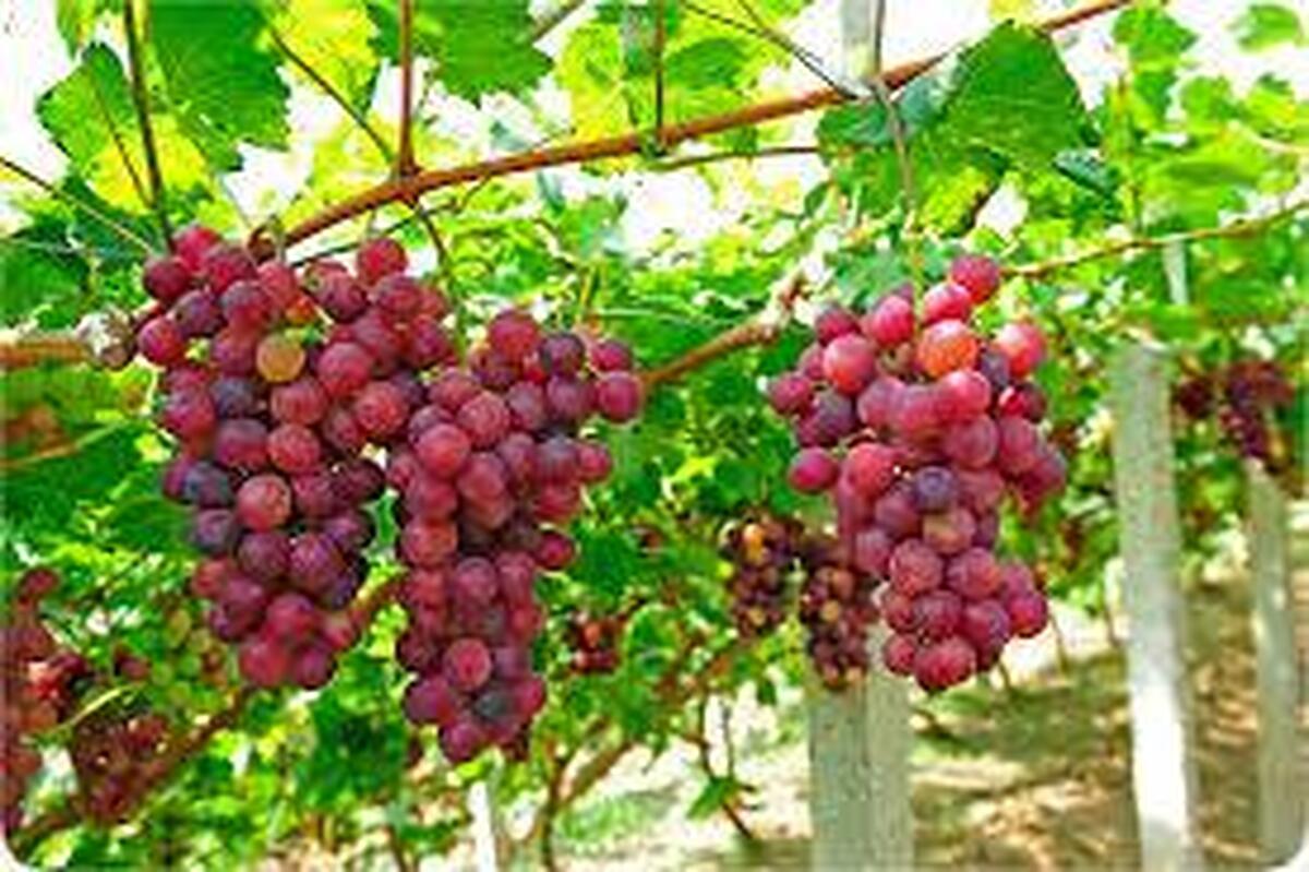 انگور در لیست سوپرفودها!