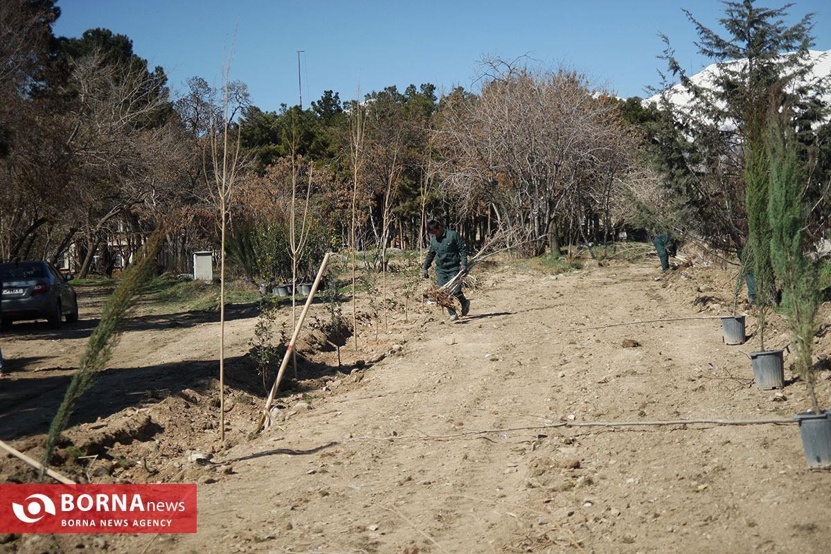 آغاز پویش‌های نهال‌کاری از مهرماه با تکیه بر بارش‌های پاییزی