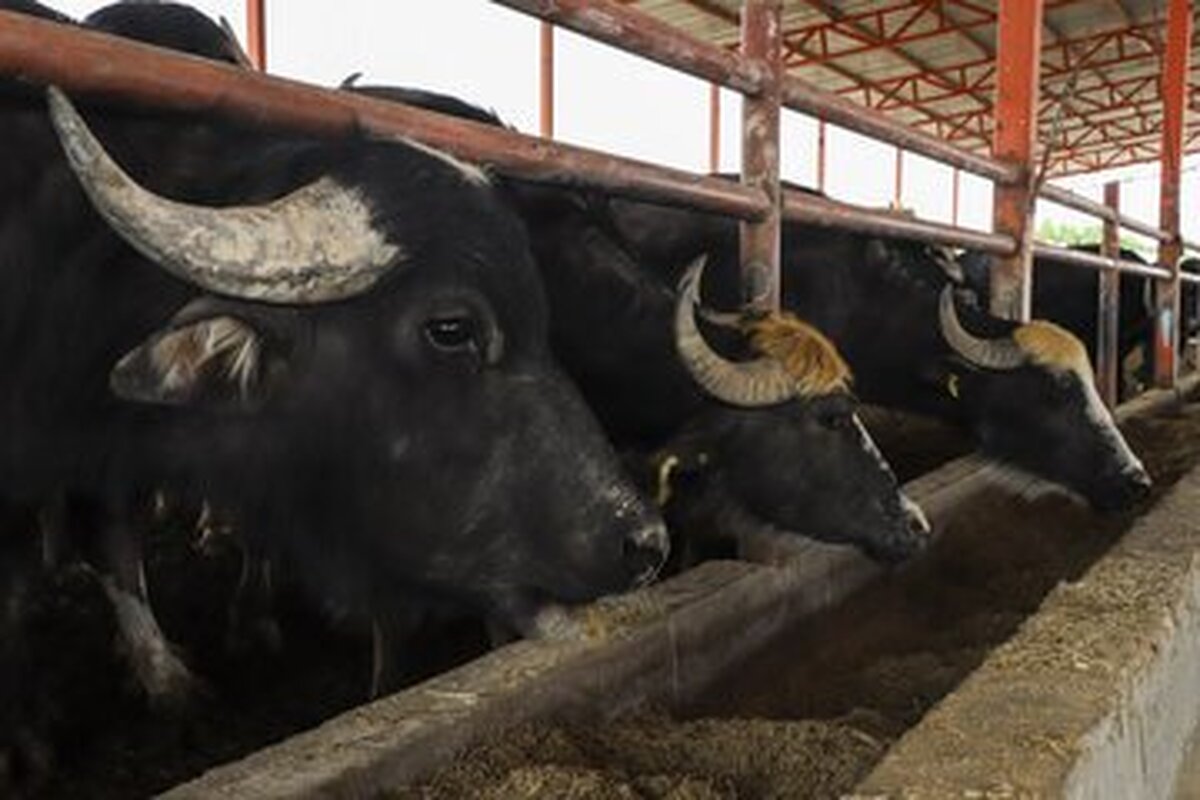 تخصیص ۴۶۶ میلیارد تومان تسهیلات برای حمایت از دامداران خوزستان