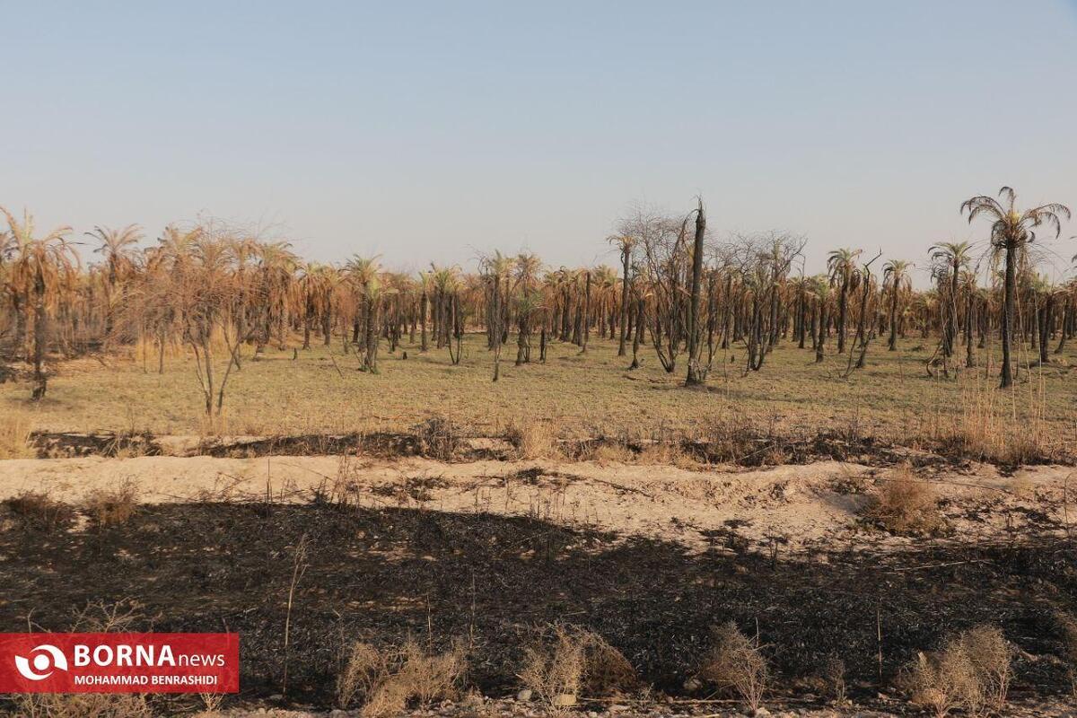 انعقاد تفاهم نامه سه جانبه تامین ۶ هزار تُن خرما در خوزستان