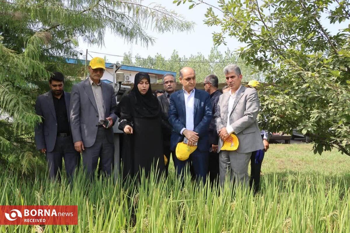 رونمایی از ۳ گونه جدید پرمحصول برنج ایرانی/ گامی بلند برای خودکفایی برنج در کشور با ارقام پرمحصول داخلی