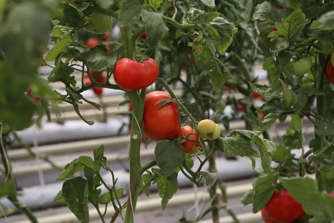 بازدید استاندار قزوین از شرکت گل سم گرگان پیشتاز تولید بذر هیبرید گوجه فرنگی در کشور