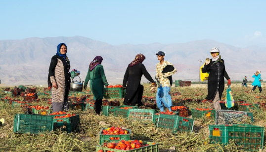 برداشت ۶۰۰ هزار تن گوجه‌فرنگی از مزارع قزوین