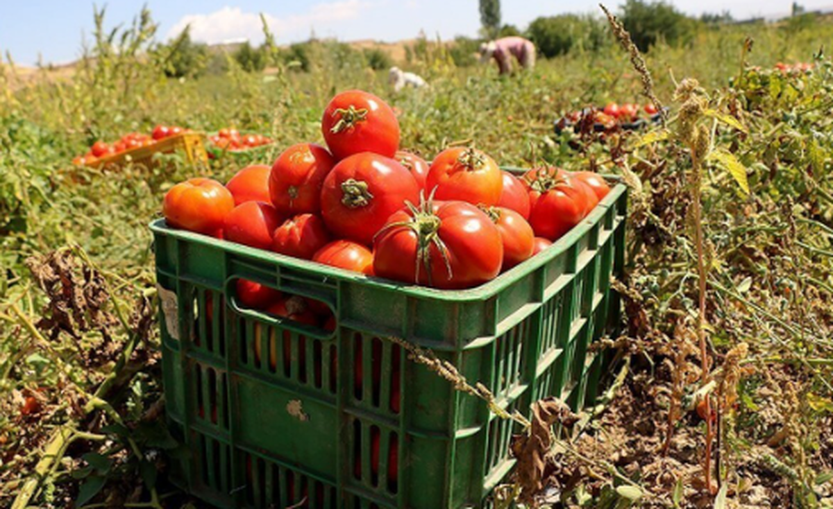 برداشت ۶۰۰ هزار تن گوجه‌فرنگی از مزارع قزوین
