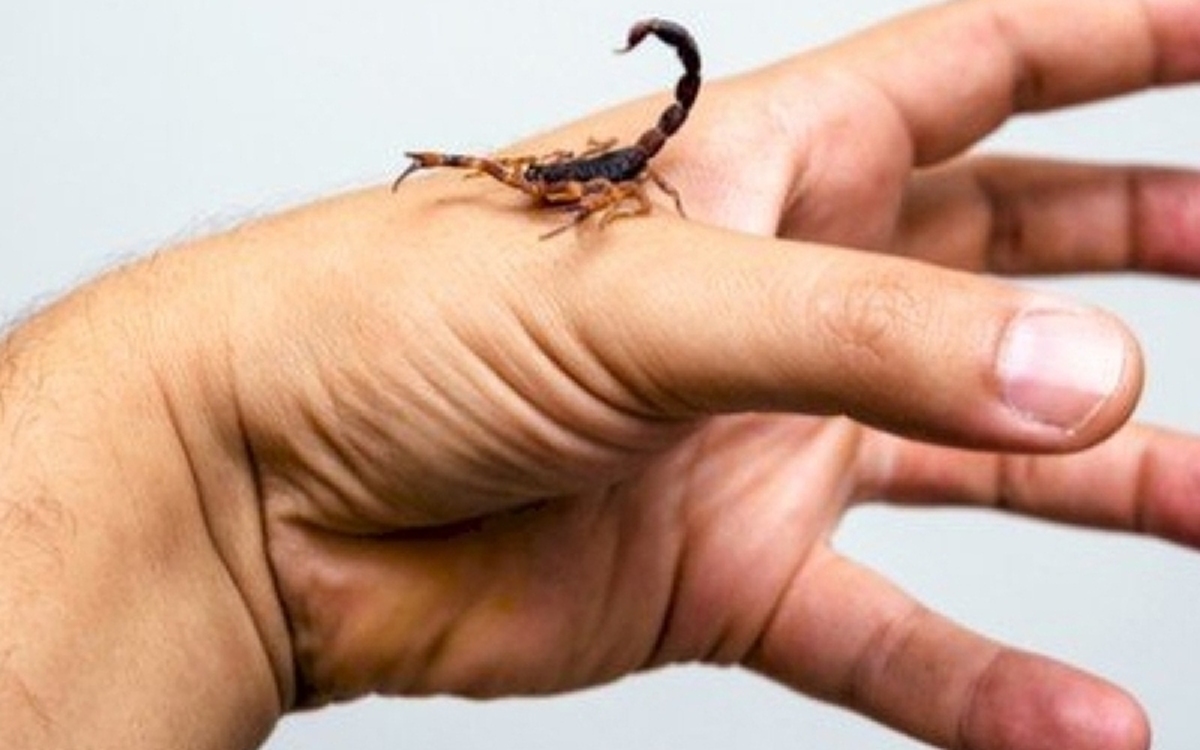 ثبت هزار و ۳۱۱ مورد عقرب گزیدگی و ۱۶۷ مورد مارگزیدگی در سه ماه اول ۱۴۰۴
