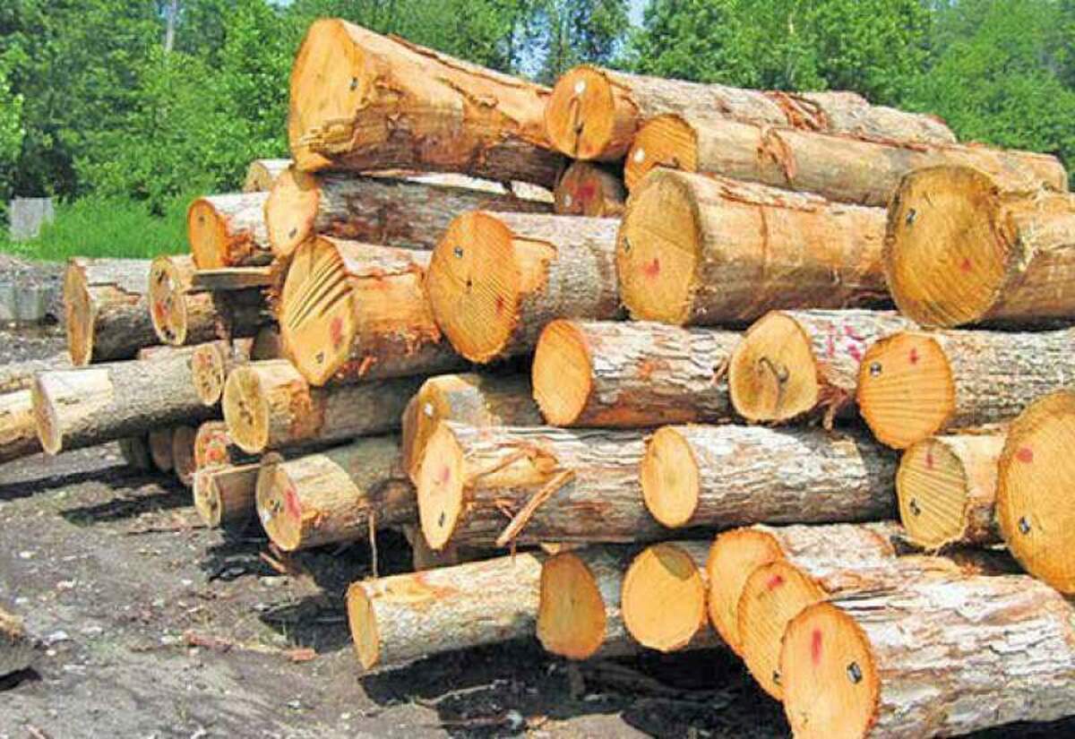 تولید ۱۰۰ هزار اصله نهال مقاوم به کم آبی در کهگیلویه و بویراحمد