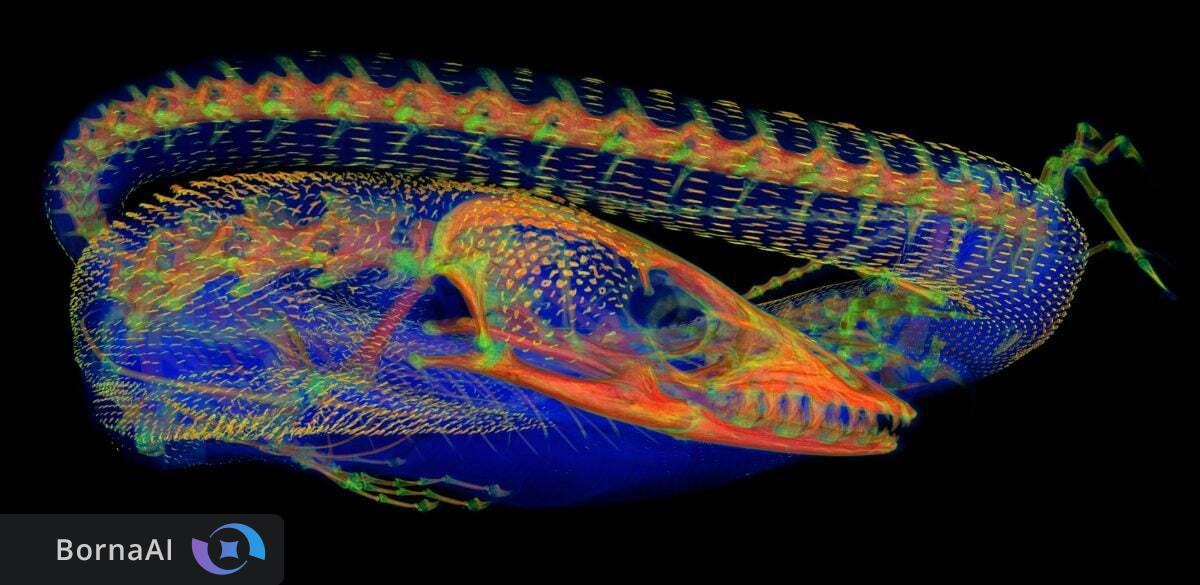 زره پنهان در پوست گوآناها کشف شد!