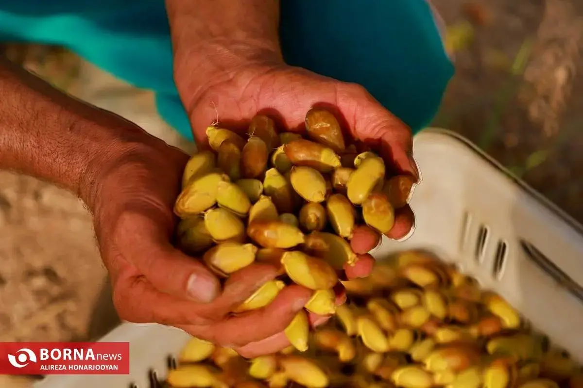 نرخ خرید توافقی خرمای استعمران خوزستان اعلام شد