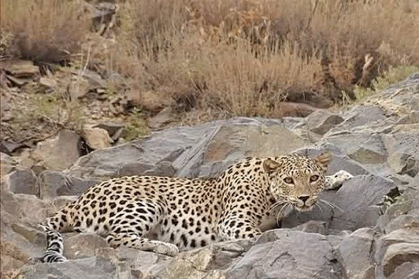 تلف شدن یک قلاده پلنگ ایرانی در منطقه حفاظت شده طارم سفلی