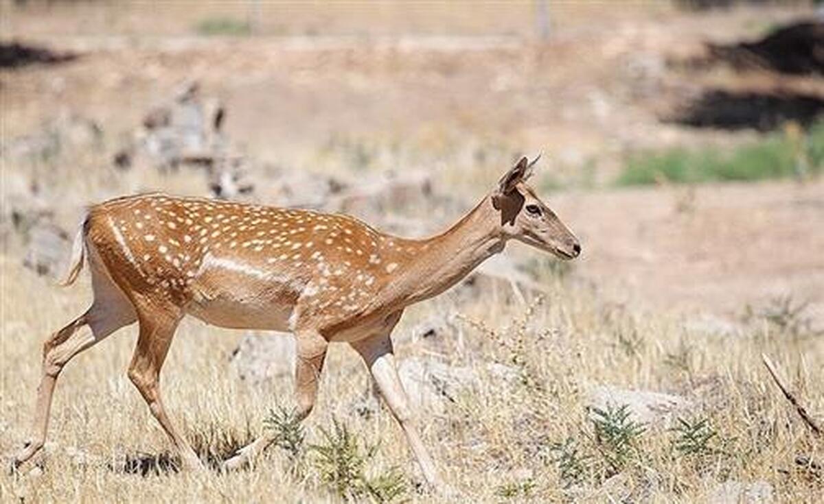 واکنش محیط زیست خوزستان به فیلم ذبح گوزن زرد در مراسم اربعین