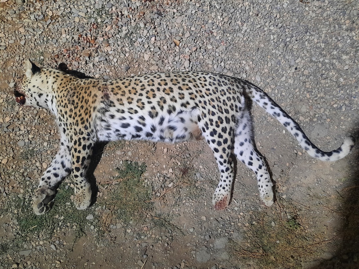 کشف لاشه پلنگ ایرانی در منطقه حفاظت شده طارم سفلی / آثار گلوله روی لاشه حیوان مشاهد شد