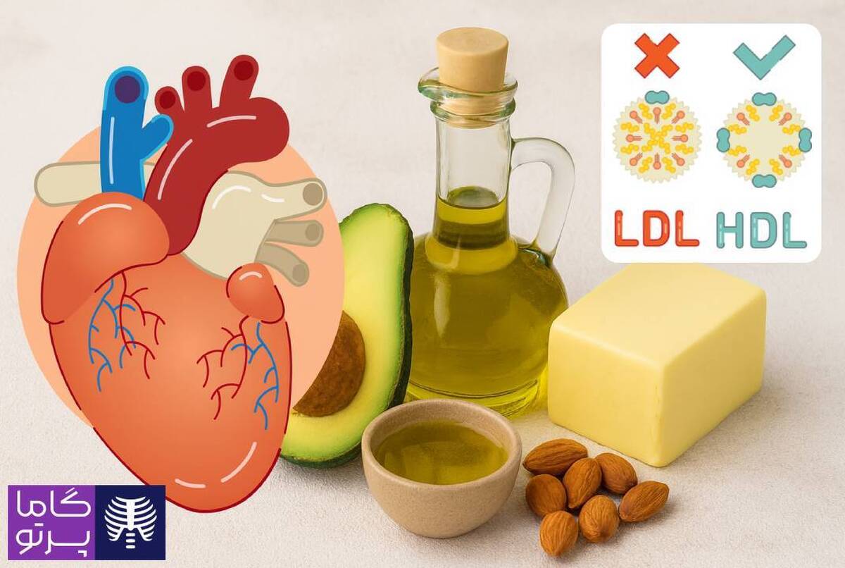 چربی‌های خوب، سپر نامرئی قلب شما (طبق راهنمای هاروارد)