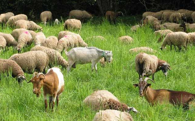 مشاهده بیماری طاعون نشخوارکنندگان کوچک در الموت شرقی مشاهده بیماری طاعون نشخوارکنندگان کوچک در الموت شرقی
