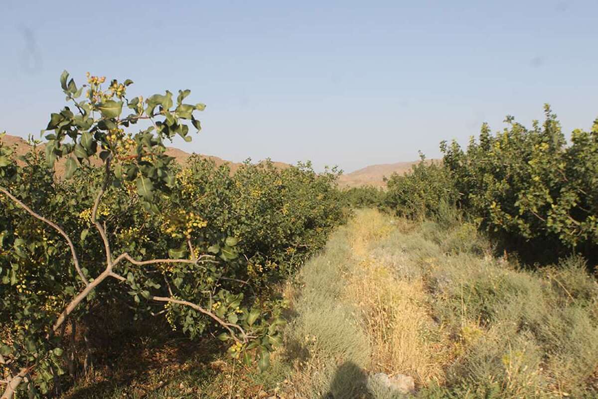 اجرای الگوی کشت تثبیتی در باغ‌ها با وقوع تغییرات اقلیمی