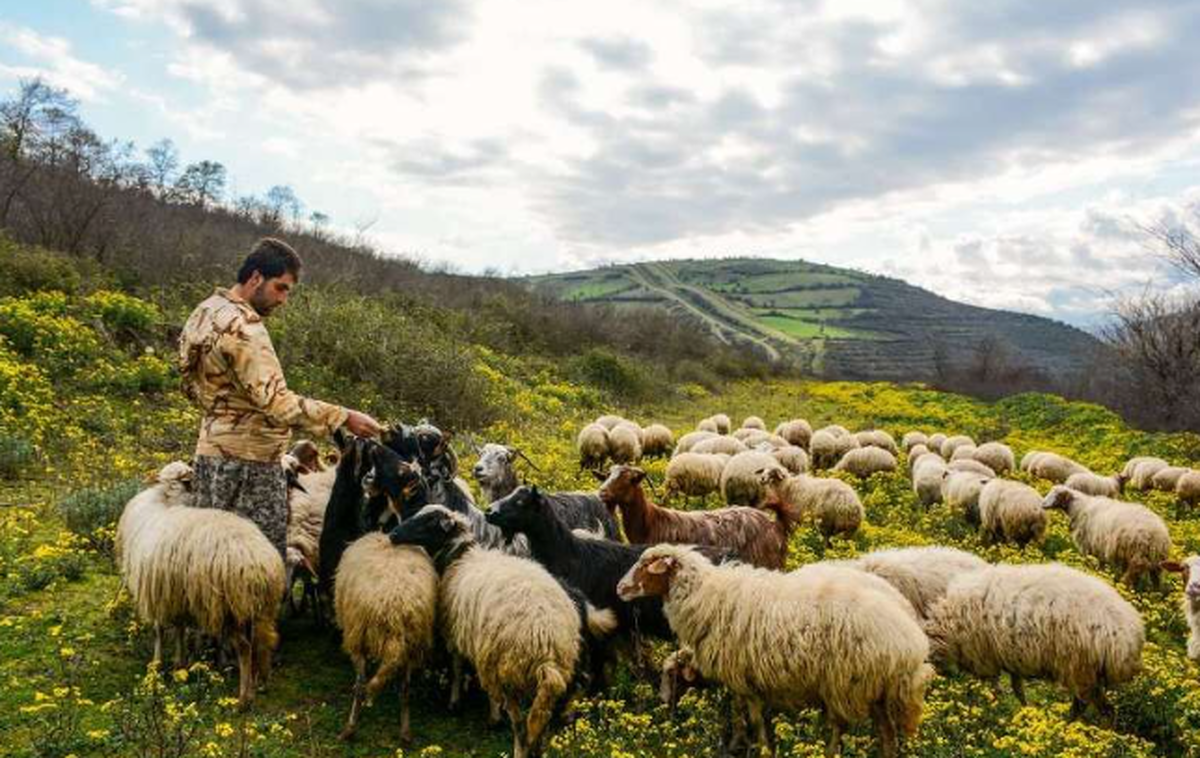 عشایر پرواربند در استان قزوین از تسهیلات خرید نهاده برخوردار می شوند