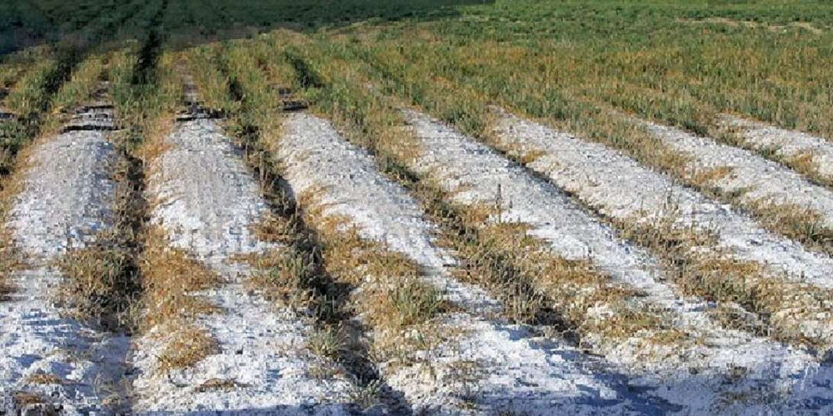 ۵۰ درصد اراضی تحت کشت آبی در معرض خطرات شوری هستند