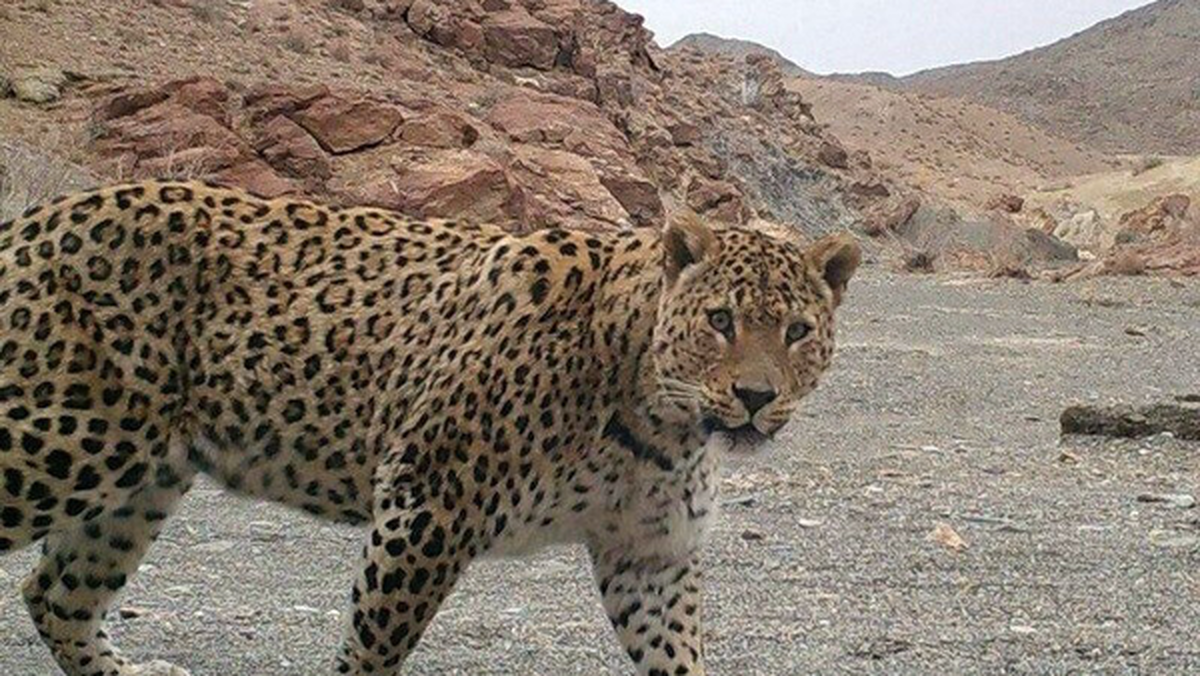 تلف شدن پلنگ در طارم صحت ندارد