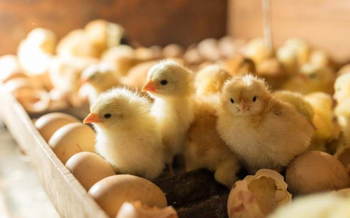 ثبت رکورد بی‌سابقه ۱۸.۵ میلیون قطعه جوجه‌ریزی در تیرماه؛ تداوم نقش موثر استان در تأمین امنیت پروتئین کشور