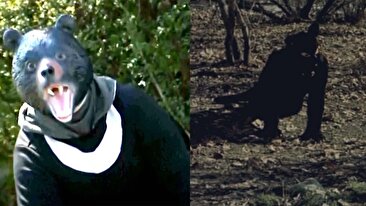 زنده شدن خاطرات فیلم شهر موش‌ها هنگام مانور مقابله با خرس در ژاپن (فیلم)