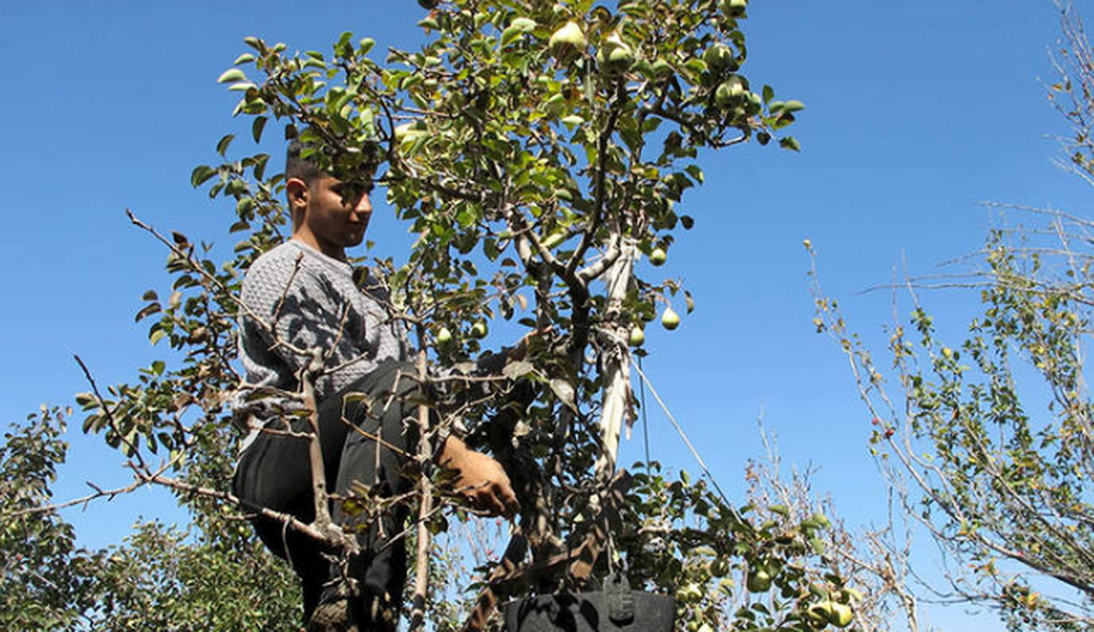 آغاز برداشت گلابی از باغ های قزوین