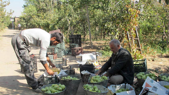 آغاز برداشت گلابی از باغ های قزوین آغاز برداشت گلابی از باغ های قزوین