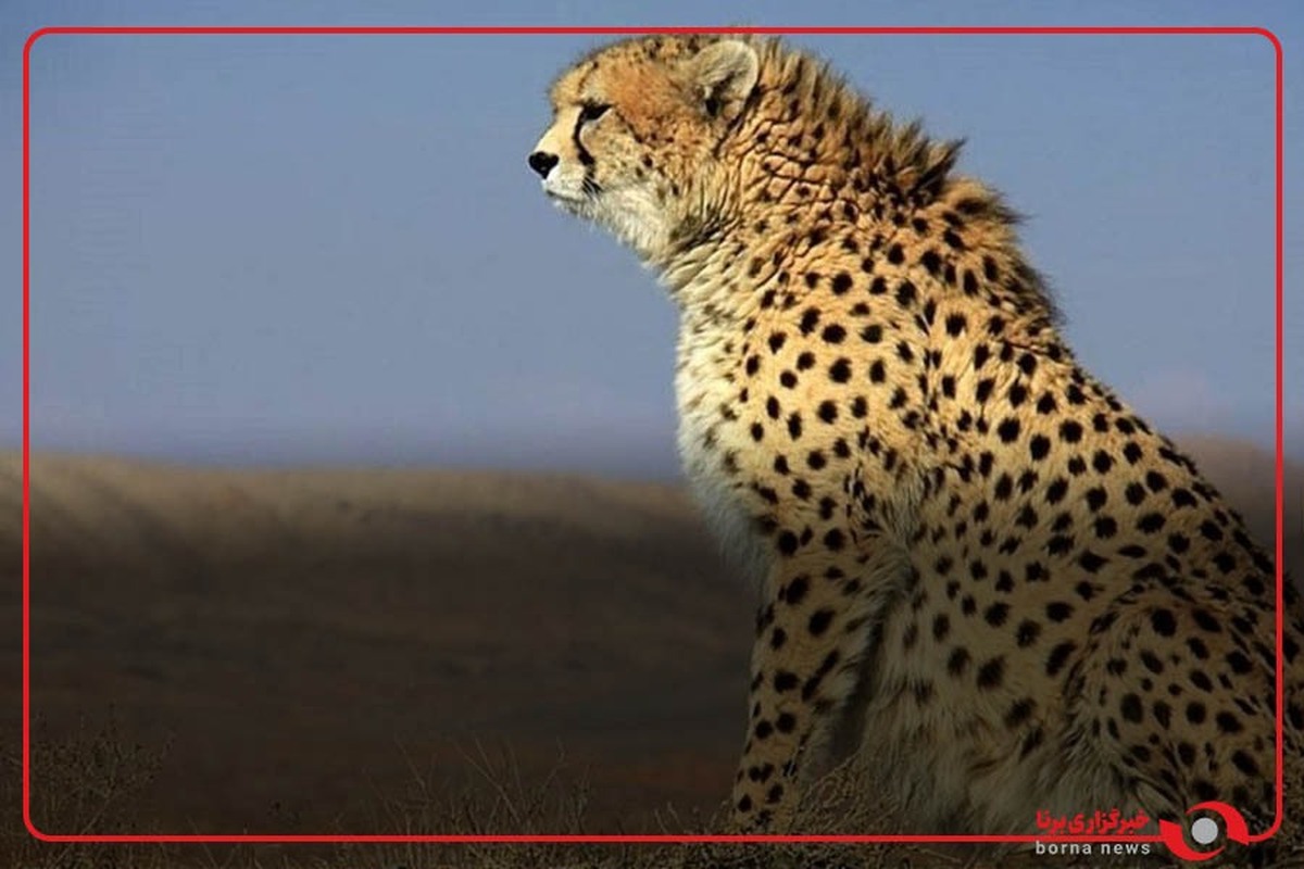 مشاهده دو قلاده یوزپلنگ آسیایی در منطقه یوزکنام پل ابریشم