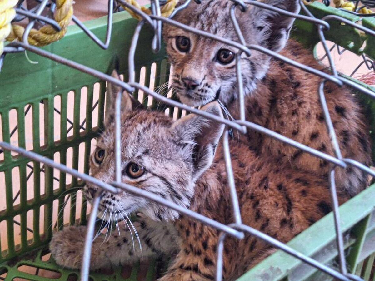 ۲ توله سیاهگوش تحویل محیط زیست آذربایجان غربی شد