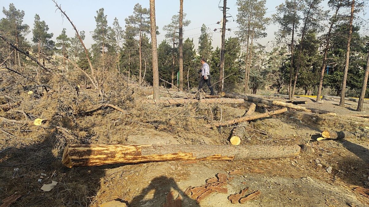 کاشت ۳۰ هزار درخت در سرخه‌حصار برای جبران خشکیدگی درختان