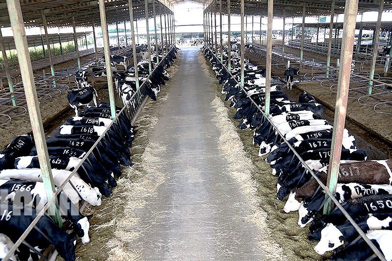 پرداخت ۲۱۶ میلیارد تومان تسهیلات به واحدهای پرواربندی استان قزوین با هدف تنظیم بازار گوشت قرمز