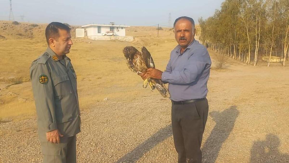 رهاسازی یک بهله عقاب صحرایی در طبیعت گتوند