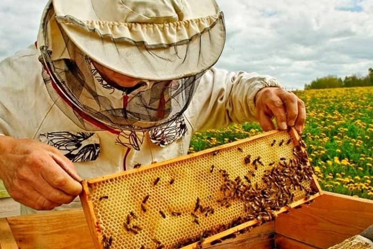 تولید بیش از ۴  هزار تن عسل در لرستان