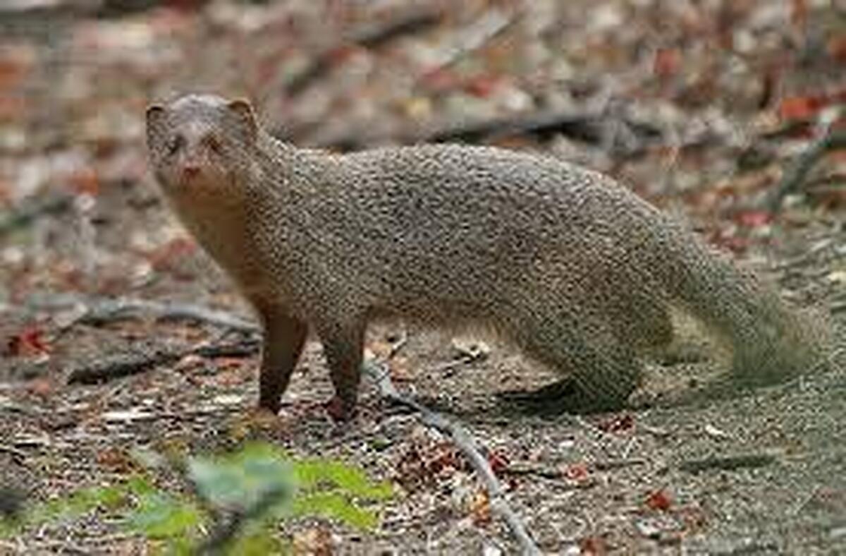 دستگیری عامل کشتار بیرحمانه ۴ خدنگ در پلدختر