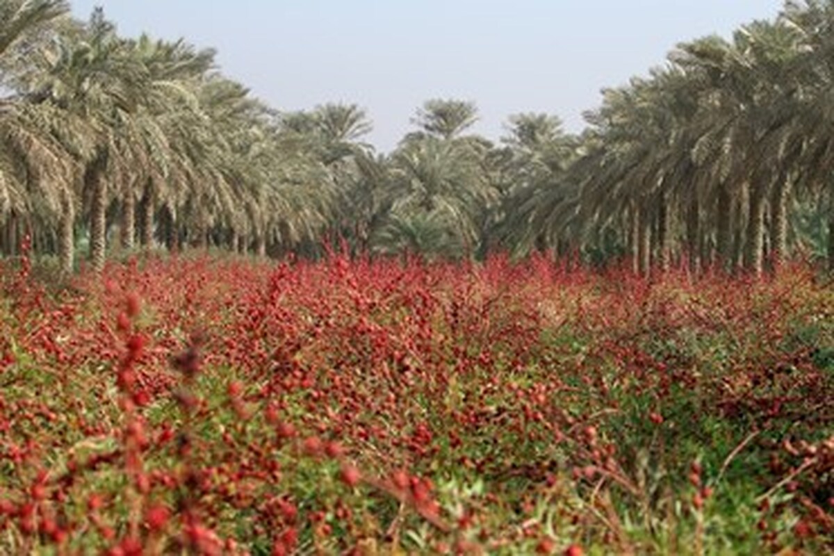 اصلاح الگوی کشت و صرفه‌جویی در منابع با کاشت چای قرمز