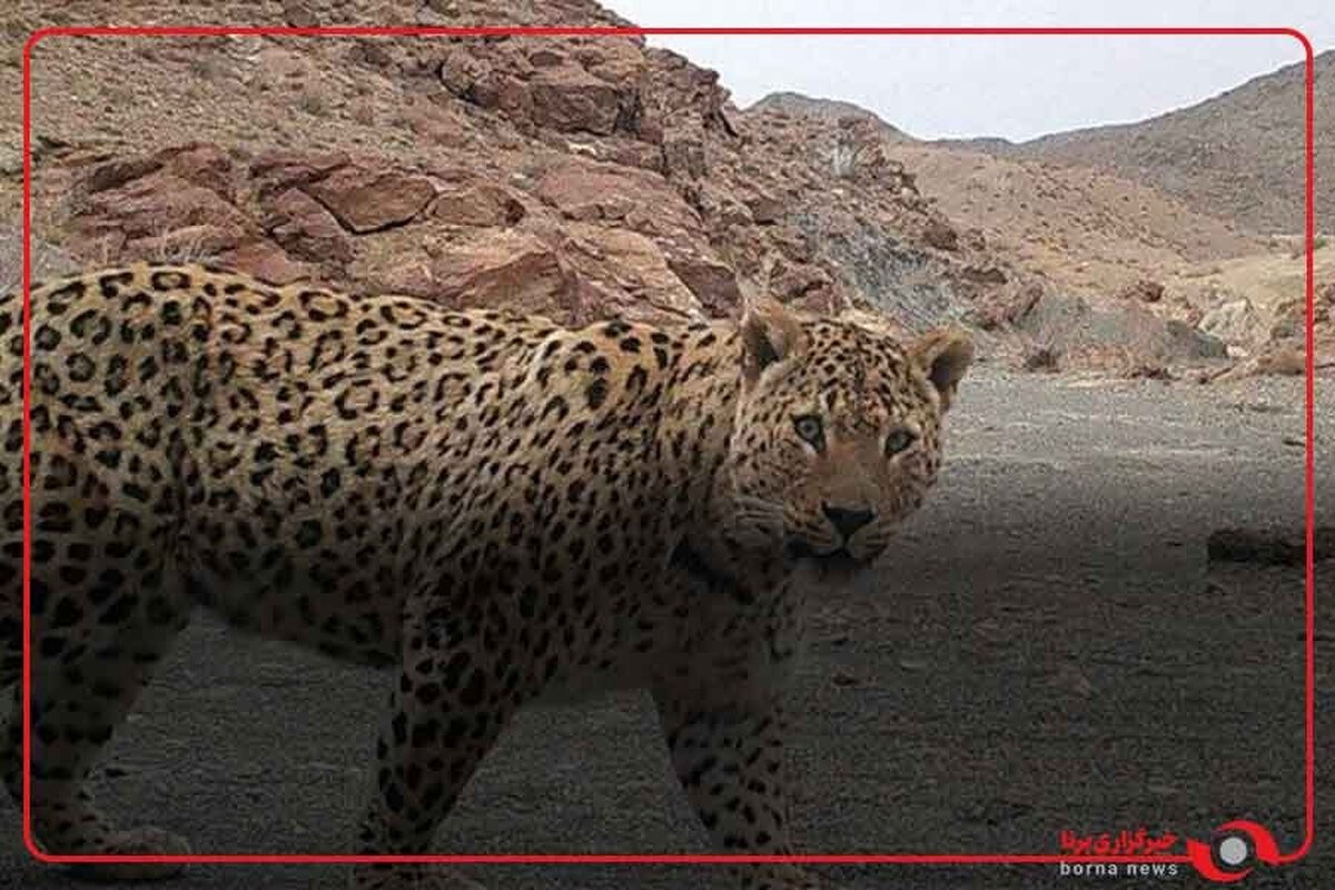 ثبت تصویر زیبا از پلنگ ایرانی در منطقه حفاظت شده الموت توسط دوستداران محیط زیست