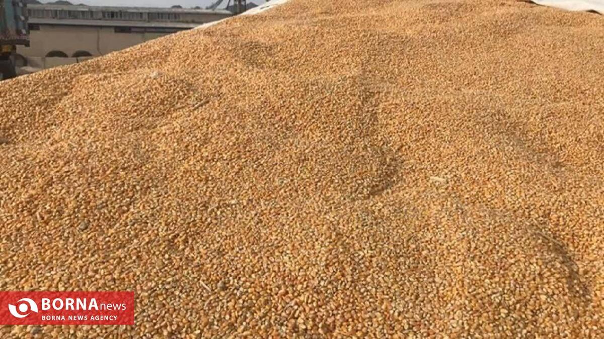 کشف ۶۰ تن گندم احتکار شده در کرمانشاه