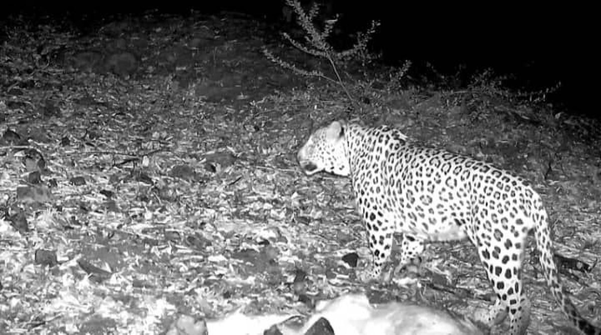 تصویر برداری از پلنگ ایرانی در جنگل‌های هیرکانی املش+فیلم