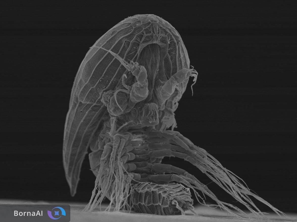 راز ۱۰۰ ساله سخت‌پوستان فاش شد/ لارو‌های Y کلید فهم تکامل باله‌چسب‌ها