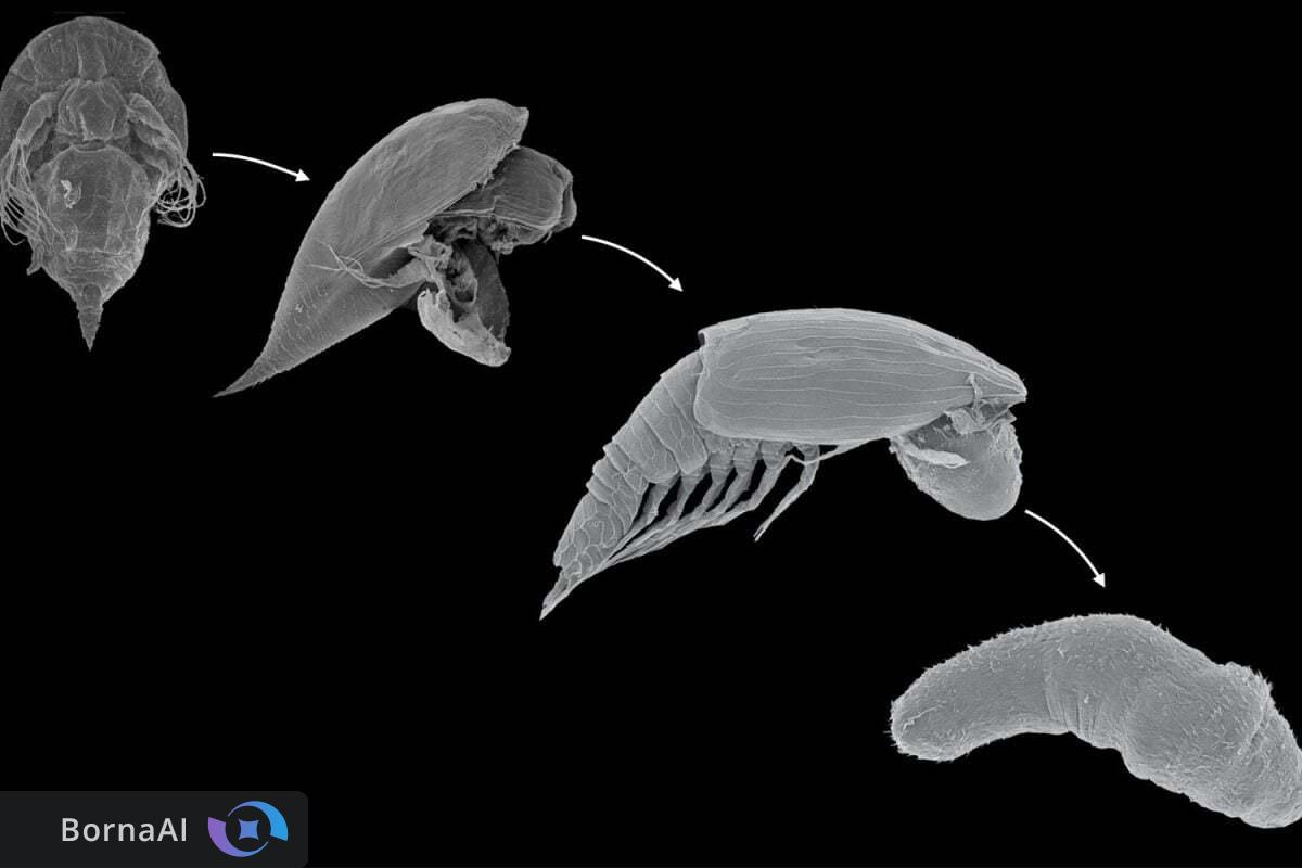 راز ۱۰۰ ساله سخت‌پوستان فاش شد/ لارو‌های Y کلید فهم تکامل باله‌چسب‌ها