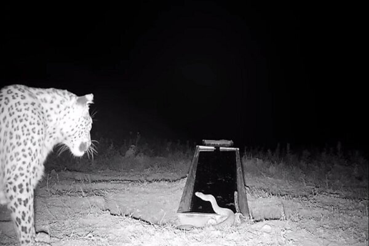 تصویر برداری از یک قلاده پلنگ در فیروزکوه + فیلم