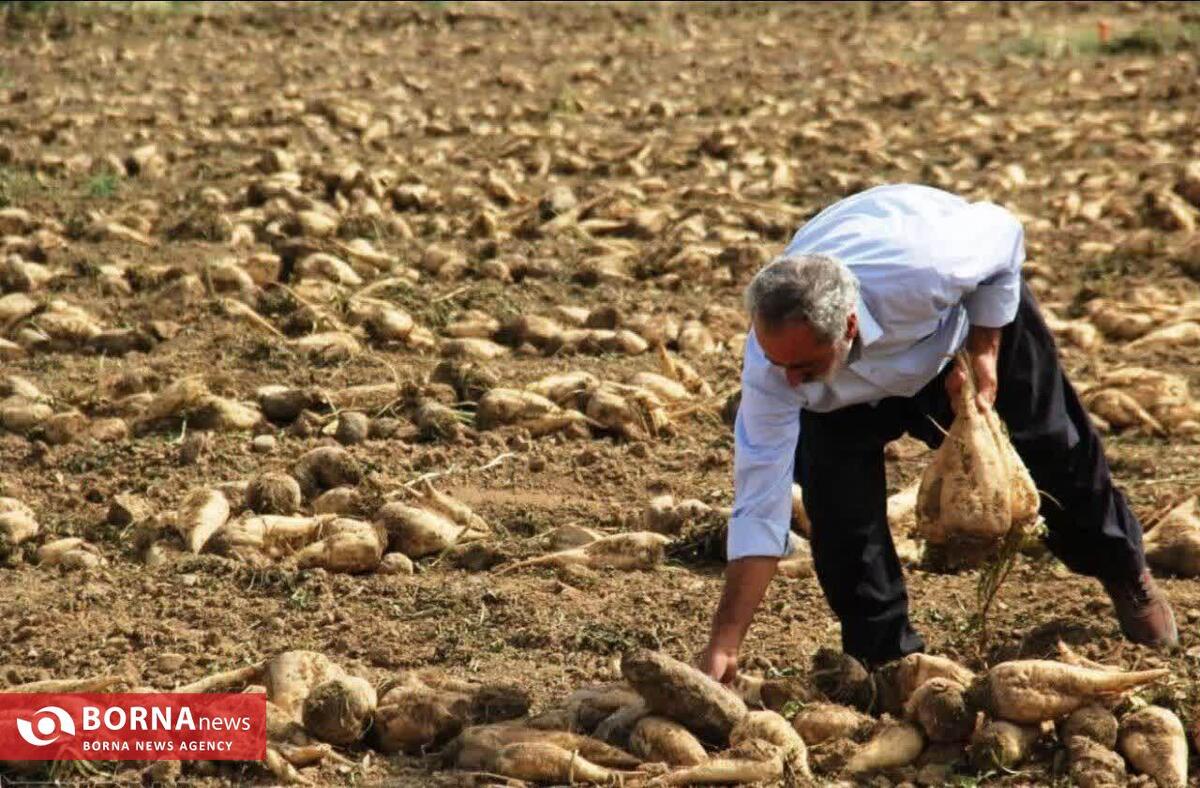 رکوردشکنی کشاورز قصرشیرینی در برداشت چغندرقند؛ ۲.۵ برابر میانگین استان
