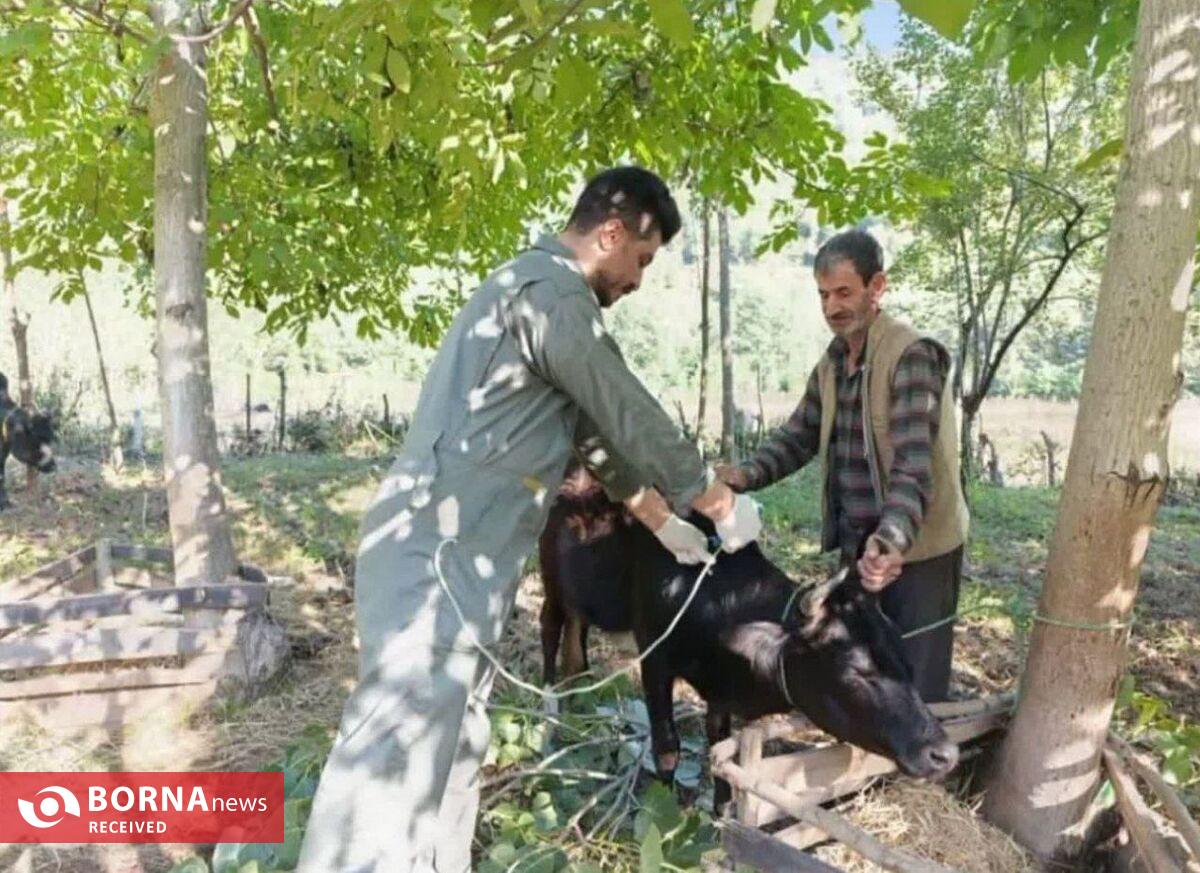 قریب به سه میلیون نوبت سر دام سبک و سنگین در گیلان واکسیناسیون شدند