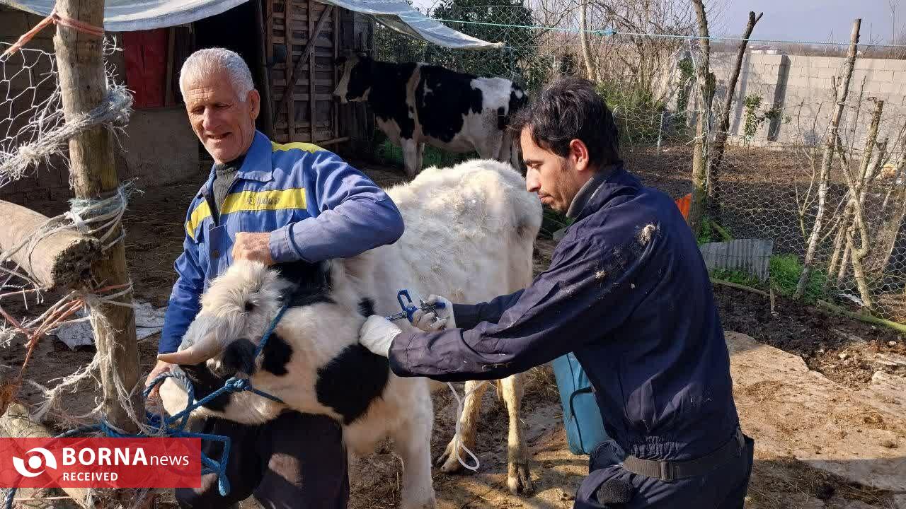 قریب به سه میلیون نوبت سر دام سبک و سنگین در گیلان واکسیناسیون شدند قریب به سه میلیون نوبت سر دام سبک و سنگین در گیلان واکسیناسیون شدند