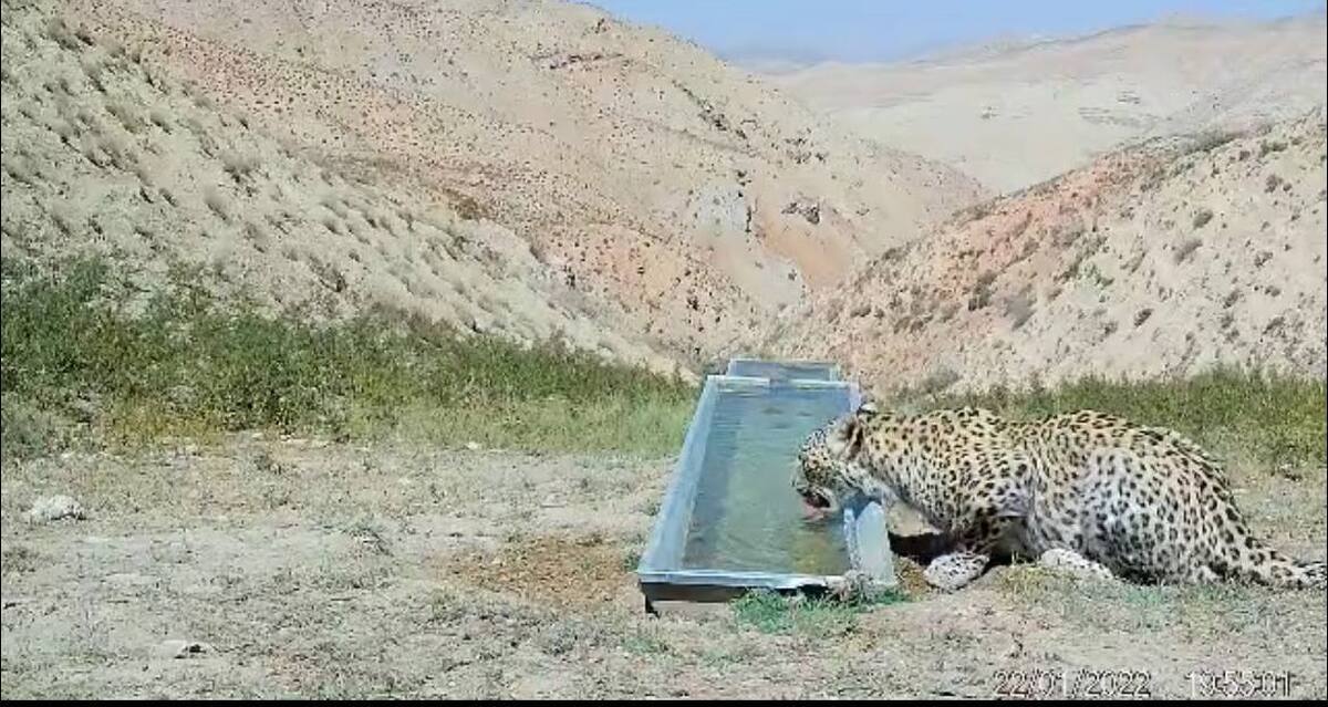 فیلم دیدنی از حضور پلنگ در ارتفاعات فیروزکوه