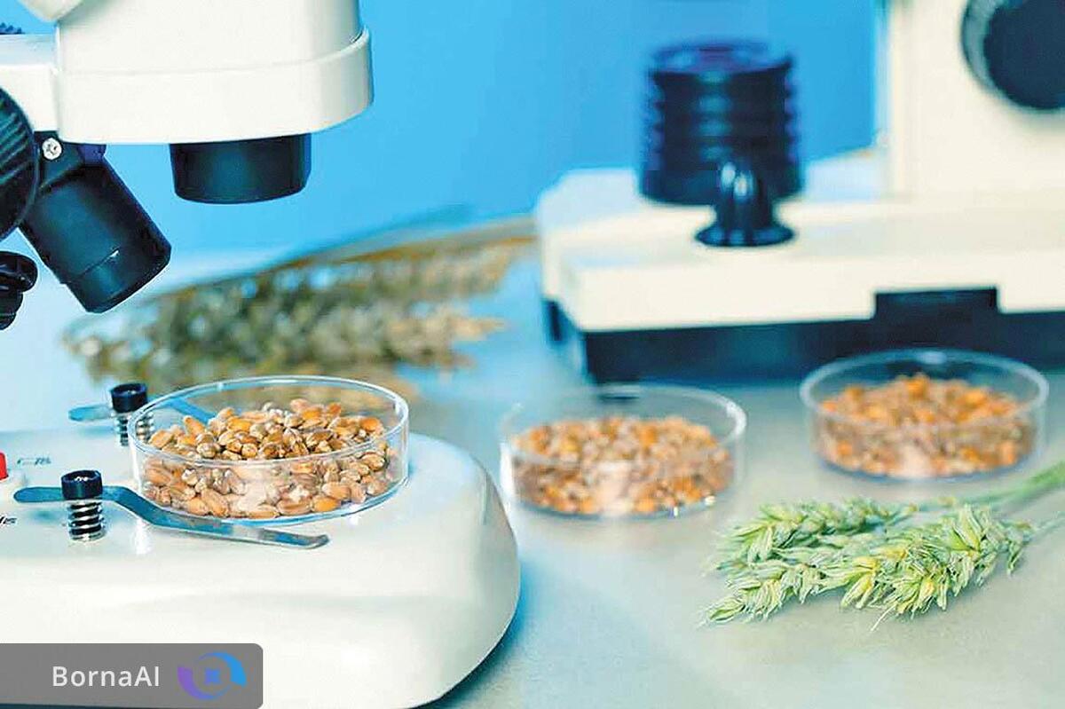 آمادگی صندوق نوآوری برای توسعه نظام تامین مالی هوشمند/ حمایت ویژه از شرکت‌های دانش‌بنیان غذایی