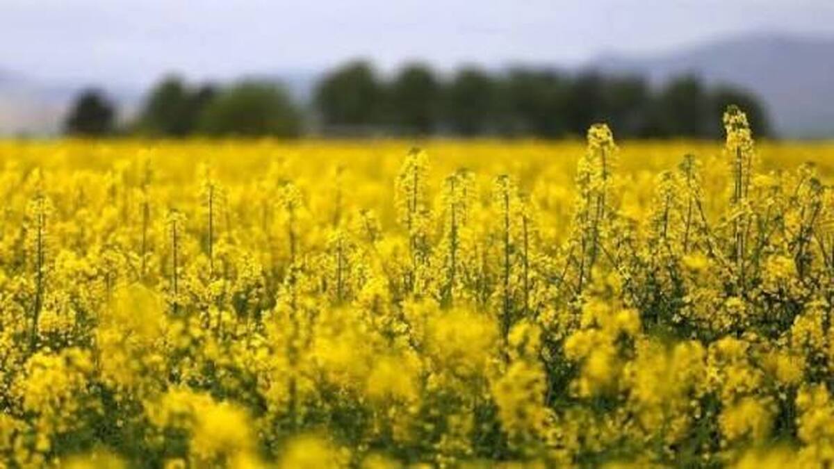 برداشت ۳۸۰۰ تن کلزا در لرستان