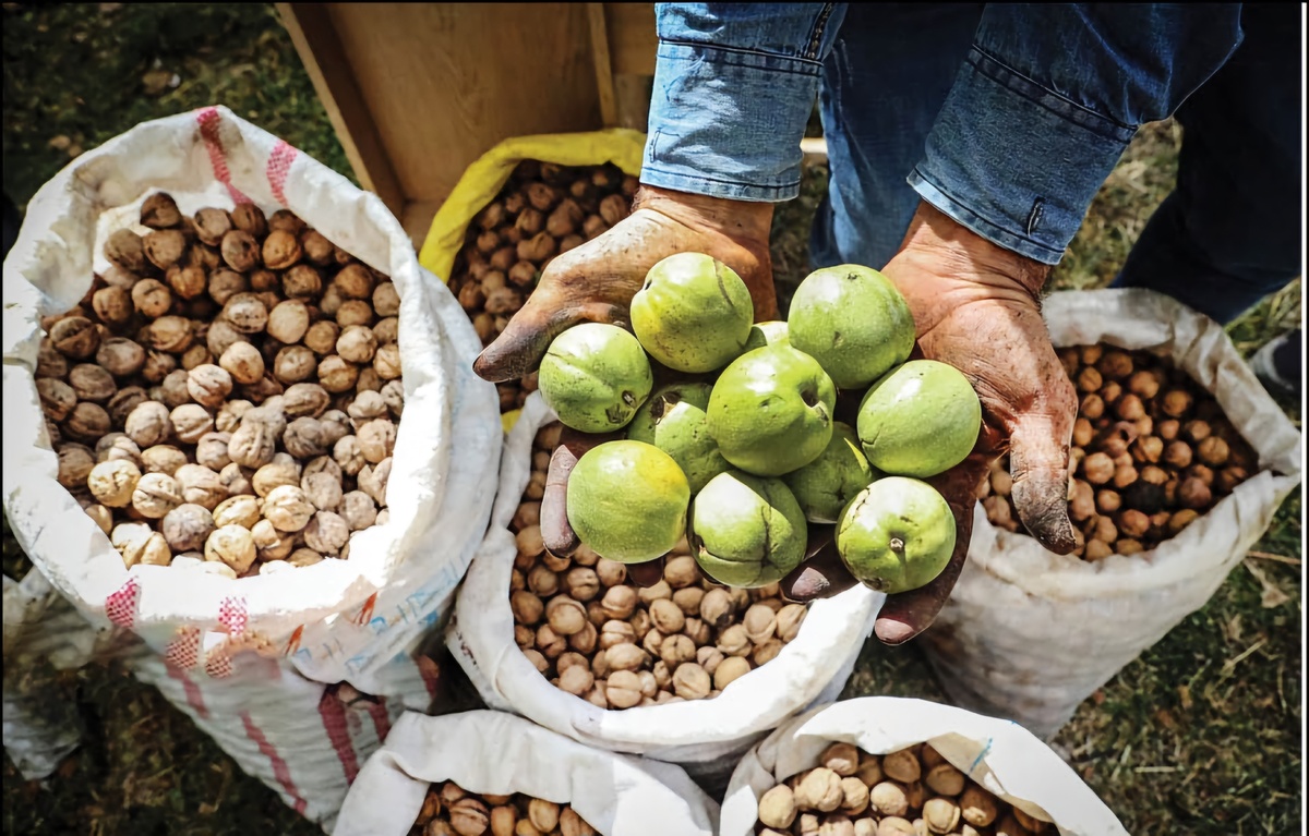 پیش‌بینی برداشت ۱۶ هزار تن گردو از باغات کهگیلویه و بویراحمد