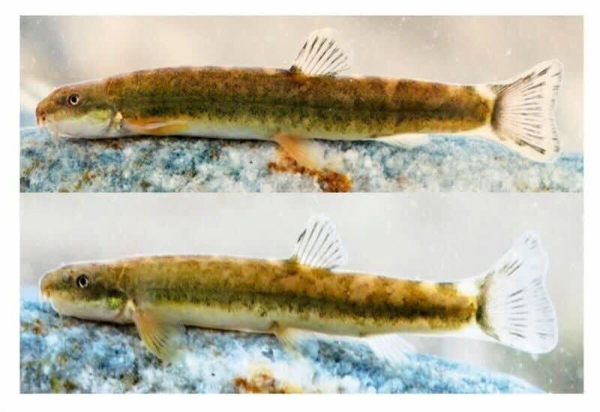 شناسایی و ثبت گونه جدیدی از سگ ماهیان برای اولین بار در لرستان