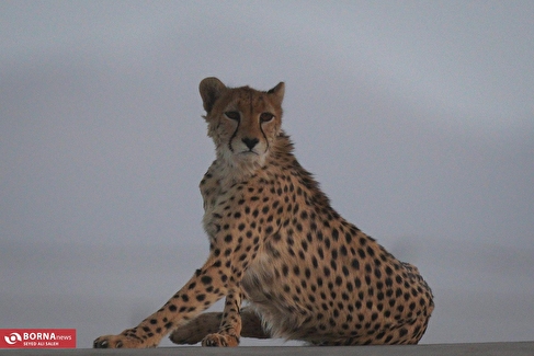 روز ملی حفاظت از یوزپلنگ آسیایی