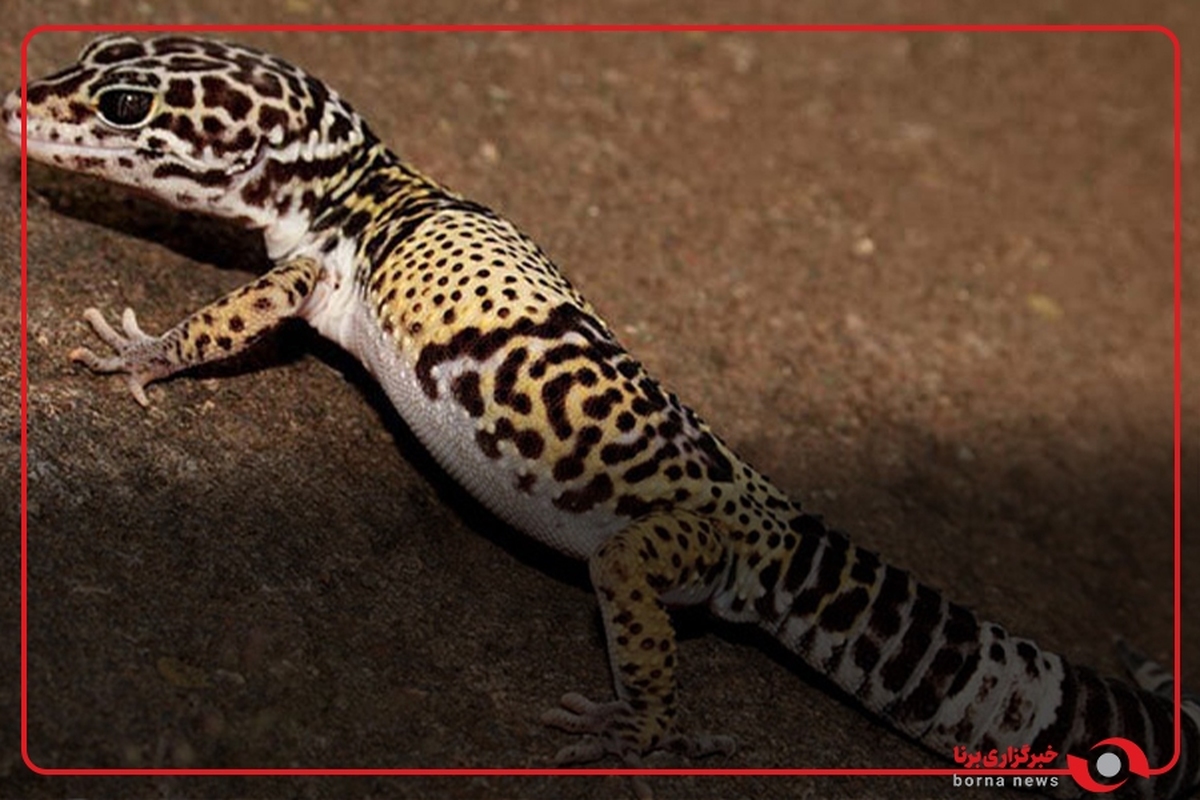 ثبت تصویر گکوی خال پلنگی ترکمنی در خراسان شمالی