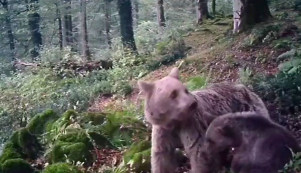 ثبت تصاویر شگفت‌انگیز از حضور خرس مادر و توله‌اش در ارتفاعات جنگلی سیاهرود رودبار + فیلم